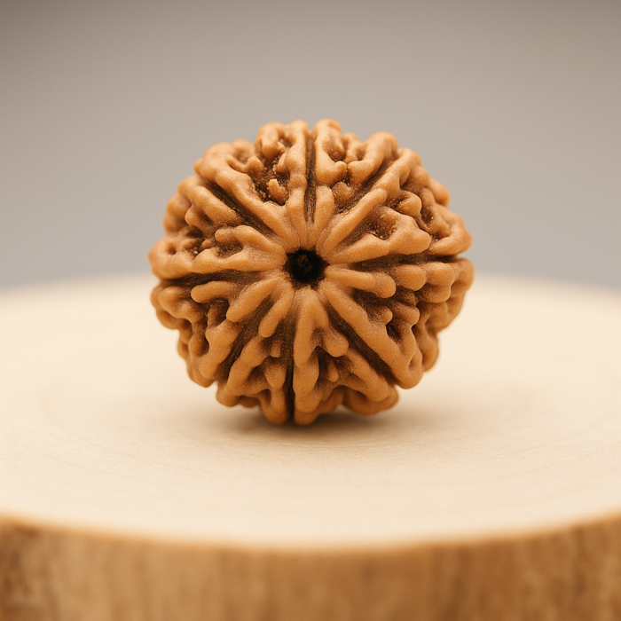 7 Mukhi Rudraksh